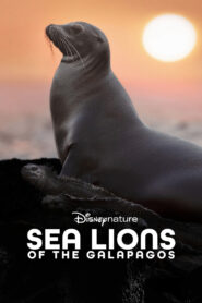 Sea Lions of the Galapagos (2025) Watch HD Movies